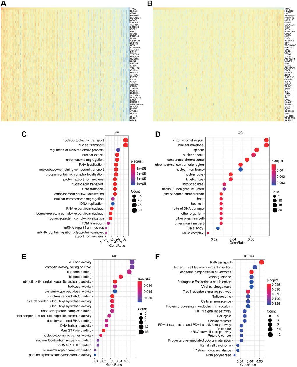 GO and KEGG analyses for TfR1 in BC. (A–B) Heat map showing the top genes that were coexpressed with TfR1 in BC. (C–E) Top twenty enriched signaling pathways in the BP, MF and CC in BC were shown. (F) Top twenty enriched signaling pathways based on the KEGG analysis were shown.