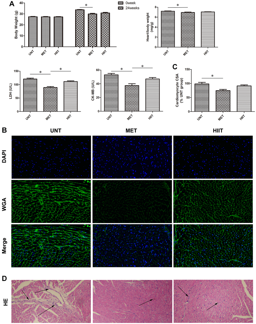 Metabolic data and cardiac tissue damage in the different groups after exercise training. (A) Quantitative analysis of body weight (0 week and 24 weeks), heart/body weight, LDH, and CK-MB levels in the different groups. n = 8 per group. *P B) Representative photomicrographs of myocardium stained with WGA (green fluorescence) and DAPI (blue fluorescence). (C) Graph showing the cardiomyocyte CSA. (D) H and E staining showing structure damage in cardiac tissue. Magnification 40×. The arrows indicate positively stained cells. n = 3 per group. *P 