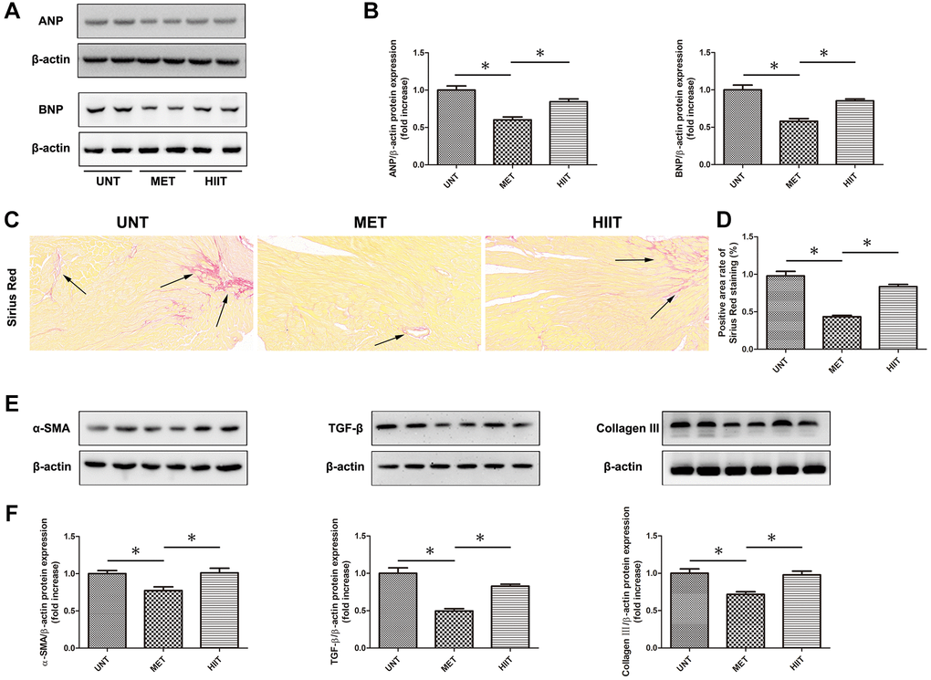 MET prevents cardiac remodeling and reduces myocardial fibrosis in aging mice. (A) The expression of cardiac remodeling-associated biomarkers, including ANP and BNP. (B) Quantification of the relative protein expression levels. (C) Sirius Red staining for collagen deposition in the cardiac tissue; (D) Quantification of positive staining. (E) Cardiac collagen III, α-SMA, and TGF-β levels as assessed by western blotting. (F) Quantification of relative protein expression levels. Magnification 40×. The arrows indicate positively stained cells. n = 6–8 per group. *P 