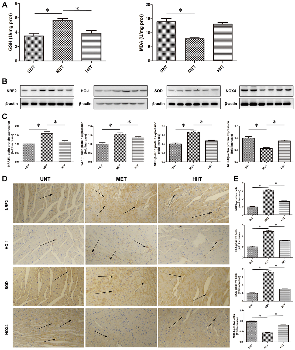 MET decreases oxidative stress in aging mice. (A) Cardiac MDA and GSH levels were quantified using commercial assay kits. n = 8 per group. *P B) Cardiac NRF2, HO-1, SOD, and NOX4 levels assessed by western blotting. (C) Quantification of relative protein expression levels. (D) Representative immunohistochemistry for NRF2, HO-1, SOD, and NOX4 in cardiac tissues. (E) Quantification of positive expression. Magnification 40×. The arrows indicate positively stained cells. n = 6–8 per group. *P 