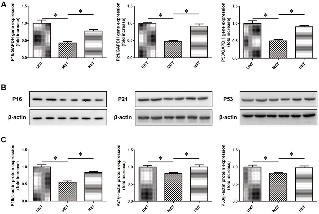 MET decrease the levels of natural aging markers in aging mice. (A) Cardiac P16, P21, and P53 mRNA levels assessed by real-time PCR. (B) Cardiac P16, P21, and P53 protein levels assessed by western blotting. (C) Quantification of relative protein expression levels. n = 6–8 per group. *P 
