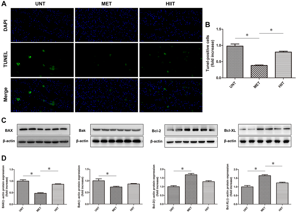 MET decreases apoptosis in aging mice. (A) TUNEL-stained (green fluorescence) and DAPI-stained (blue fluorescence) photomicrographs. Magnification 40×. (B) Quantification of apoptotic cardiomyocytes. (C) Cardiac BAX, Bcl-2, Bak, and Bcl-XL levels assessed by western blotting. (D) Quantification of relative protein expression levels. n = 6–8 per group. *P 