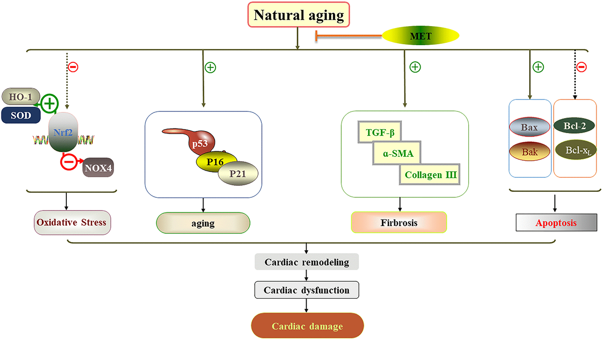 Schematic diagram showing how MET protects against cardiac damage in aging mice. MET regimen prevented cardiac dysfunction and reduced cardiac damage by reducing myocardial remodeling, myocardial fibrosis, apoptosis, aging related factor level and oxidative stress in the aging heart.