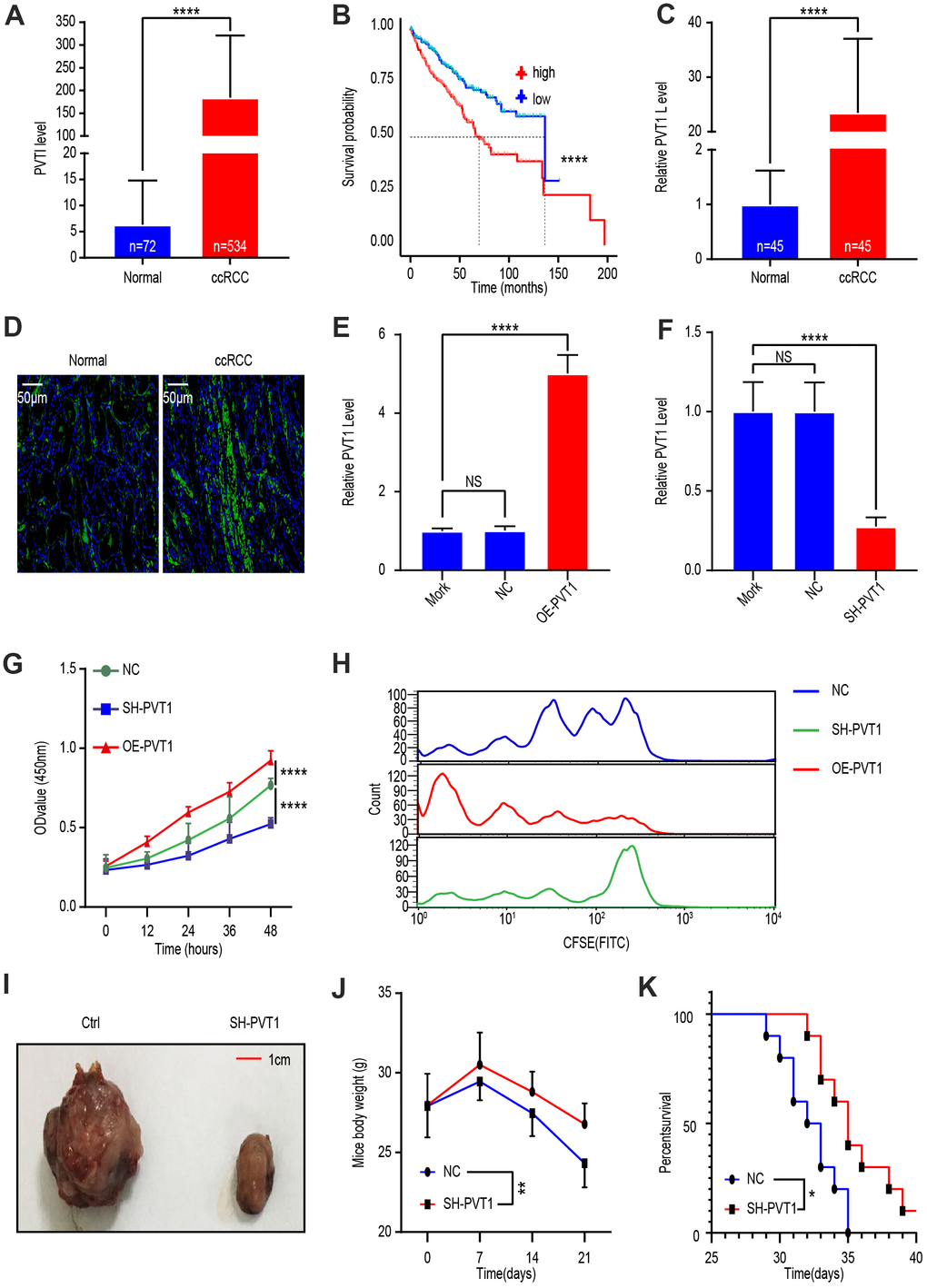 LncRNA PVT1 is upregulated in ccRCC tissues and promotes cancer cell proliferation. (A) PVT1 expression level in ccRCC compared with that in normal renal tissues according to TCGA database. (B) Survival time of ccRCC patients with high or low PVT1 levels according to TCGA database. (C) PVT1 levels in ccRCC tissues and adjacent normal renal tissues were determined by qRT-PCR. (D) Representative images of fluorescently labeled PVT1 in ccRCC tissues and adjacent normal renal tissues. (E) PVT1 expression in Caki-1 cells treated with Mork, Lentivirus vector, or oe-PVT1 Lentivirus, determined by qRT-PCR. (F) PVT1 expression in Caki-1 cells treated with Mork, Lentivirus vector or sh-PVT1 Lentivirus, determined by qRT-PCR. (G) Cell viability was determined by CCK-8 assays after Lentivirus vector, sh-PVT1 Lentivirus, or oe-PVT1 Lentivirus treatment. (H) Fluorescence attenuation in CFSE-labeled-Caki-1 cells after lentivirus vector, SH-PVT1 Lentivirus, or OE-PVT1 lentivirus treatment for 48 hours. (I) Tumor shape and size of ccRCC xenograft mouse models harboring tumors generated by cells treated with lentivirus vector or OE-PVT1 lentivirus. (J) Body weight of xenograft models harboring tumor generated by cells treated with Lentivirus vector or sh-PVT1 Lentivirus. (K) Survival time of xenograft models harboring tumors generated by cells treated with lentivirus vector or SH-PVT1 lentivirus. Mean ± SEM, *P 