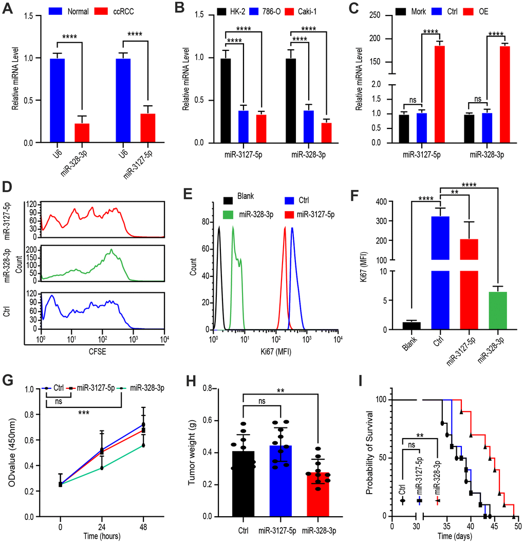 PVT1 promotes ccRCC proliferation mainly through miR-328-3p. (A) qRT-PCR assays of miR-328-3p and miR-3127-5p in ccRCC tissues and adjacent normal renal tissues (n=45). (B) Expression levels of miR-328-3p and miR-3127-5p in ccRCC cell lines, 786-O, and Caki-1 compared with those in the normal renal cell line, HK-2, were determined by qRT-PCR. (C) Caki-1 cells treated with Mork, Lentivirus vector, OE-miR-328-3p lentivirus, or OE-miR-3127-5p lentivirus for 24 hours; levels of miR-328-3p and miR-3127-5p were determined by qRT-PCR. (D) Fluorescence attenuation of CFSE-labeled Caki-1 cells after treatment with lentivirus vector, OE-miR-328-3p lentivirus, or OE-miR-3127-5p lentivirus for 48 hours. (E, F) Flow cytometry assays to determine MFI of Ki67 in Caki-1 cells treated with empty lentivirus vector, OE-miR-328-3p lentivirus, or OE-miR-3127-5p lentivirus for 48 hours. (G) Cell viability was determined by CCK-8 assays after treatment with lentivirus vector, OE-miR-328-3p lentivirus, or OE-miR-3127-5p lentivirus; data were recorded every 24 hours. (H) Tumor weight of ccRCC xenograft models harboring tumors generated by cells treated with lentivirus vector OE-miR-328-3p lentivirus or OE-miR-3127-5p lentivirus for 30 days. (I) Survival time of ccRCC xenograft models. Mean ± SEM, *P 