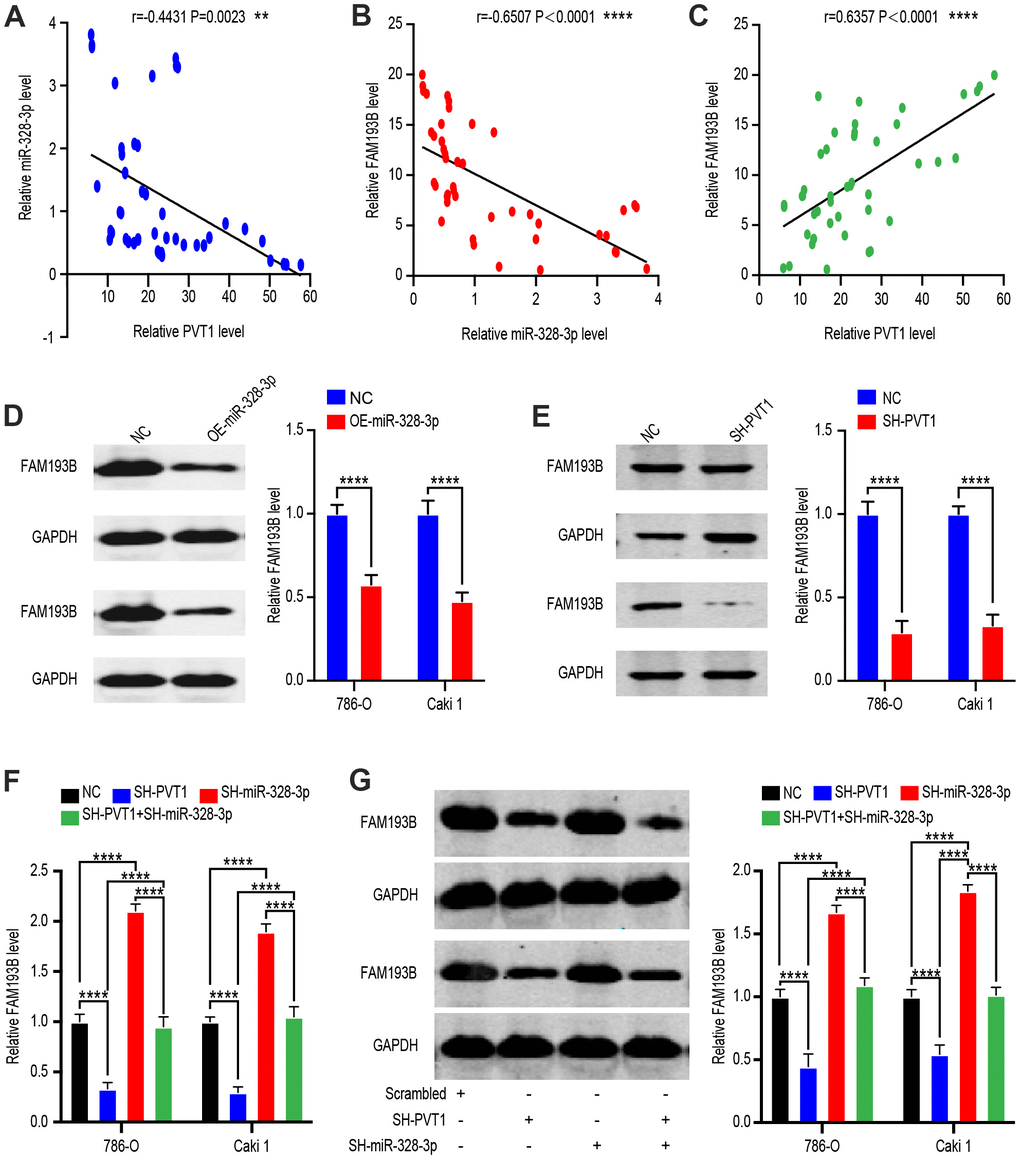 FAM193B is a target of miR-328-3p and is suppressed by PVT1 deletion. (A–C) Correlation between PVT1-miR-328-3p expression levels (A), miR-328-3p-FAM193B expression levels (B) and PVT1-FAM193B expression levels (C) in 45 paired ccRCC tissues. (D) Relative protein levels of FAM193B in DU 145 cells transfected with empty lentivirus vector and OE-miR-328-3p Lentivirus. (E) Relative protein levels of FAM193B in DU 145 cells transfected with empty lentivirus vector and SH-PVT1 Lentivirus. (F) FAM193B mRNA and protein levels in 786-O and Caki-1 cells following knockdown of PVT1 and/or inhibition of miR-328-3p. (G) Protein level in 786-O and Caki-1 cells following knockdown of PVT1 and/or inhibition of miR-328-3p. Mean ± SEM, ** P 