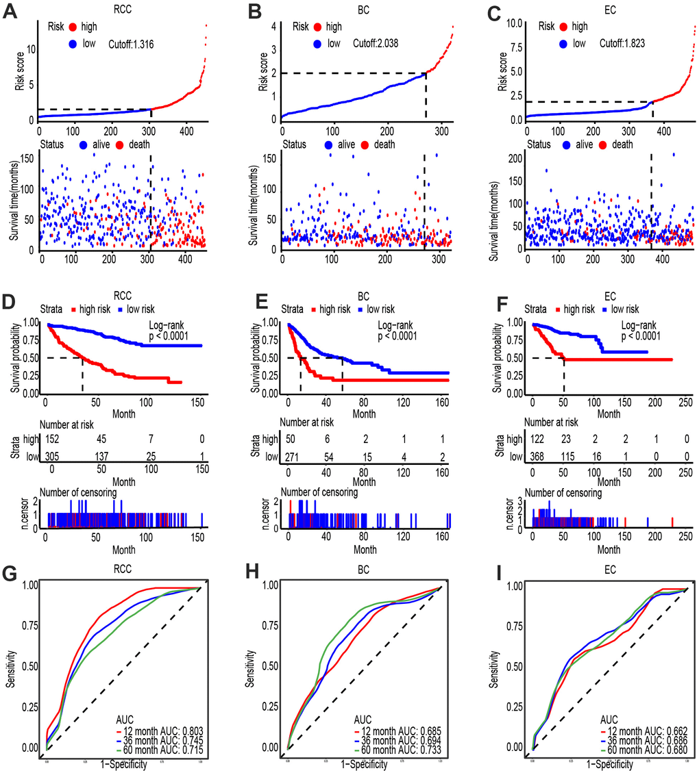 PVT1 and FAM193B are highly expressed and associated with poor outcome in several cancers. (A–C) Risk score analysis of Shanghai General Hospital ccRCC (A), BC (B) and EC (C) patient cohorts. The risk score and patient distribution were visualized with the best cut-off value. (D–F). Patients were divided into low-risk and high-risk groups based on the optimal cut-off point. Kaplan-Meier method was applied to estimate the survival status. (G–I). To compare the sensitivity and specificity of survival predication, ROC analysis of 3- and 5-year OS was performed based on the risk score.