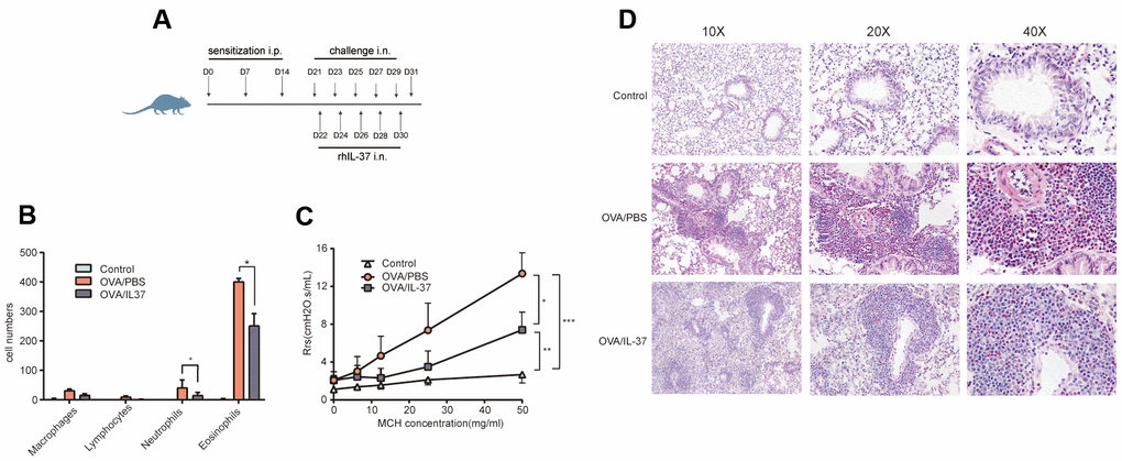 IL-37 expression and the administration of rhIL-37 in the challenge phase attenuates OVA-induced eosinophilic airway inflammation and airway hyper-reactivity (AHR). (A) Protocol for OVA-induced asthmatic airway inflammation and the time points of rhIL-37 intervention during the sensitization phase. (B) The differential cell counts in BALF (n=10 mice per group). Numbers of cells were counted in ten random 1000X oil lens fields. (C) Airway resistance to methacholine was measured at 24 hours after final OVA challenge by using Flexivent FX-Mouse AN modular and invasion system (n=10 mice per group). (D) Representative photomicrographs of lung sections stained with H&E. original magnification, 10x, 20x, 40x. Columns and error bars represented mean±SEM. n=10 per group. *p