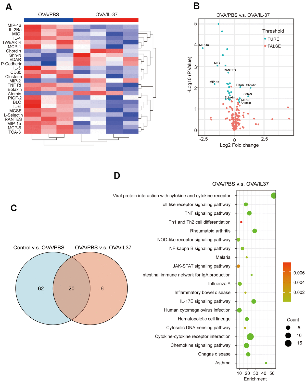 Visualization of cytokine antibody array analysis. (A) Clustering heatmap. Red represents OVA/IL-37 group, blue represents OVA/PBS group. (B) Volcano plot shows 26 differentially expressed proteins (DEPs)(blue dot) between OVA/PBS and OVA/IL-37, which are defined as those with adjust p value(adj.P.Val) less than 0.05 and foldchange over 1.2 or less than 0.83(absolute LogFC>0.263). Top 10 DEPs have been marked on the picture. (C) There are 20 DEPs result from intersection of Control v.s. OVA/PBS and OVA/PBS v.s. OVA/IL-37. (D) Protein function annotation KEGG pathway (OVA/PBS v.s. OVA/IL-37).