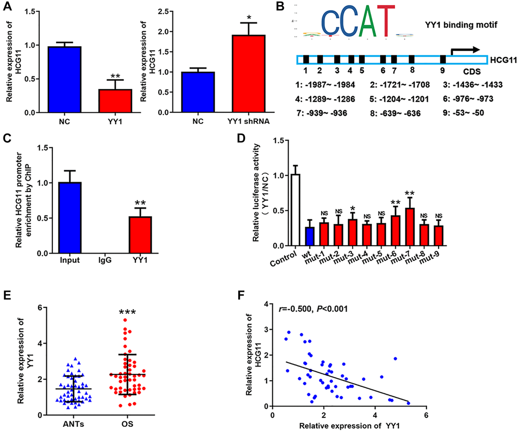 Low HCG11 expression in OS is a result of transcriptional repression of YY1. (A) HCG11 expression in OS cells detected by qRT-PCR after YY1 overexpression or knockdown. (B) Potential YY1 recognition sites in the promoter region of HCG11. (C) The combination of YY1 to the promoter region of HCG11 was validated by ChIP assay. (D) Several predicted binding sites were verified by luciferase assays. (E) YY1 mRNA expression in OS tissues and ANTs was analyzed by qRT-PCR. (F) Correlation between YY1 expression and HCG11 expression was analyzed by Spearman’s analysis. NS, no significance, *P **P ***P 