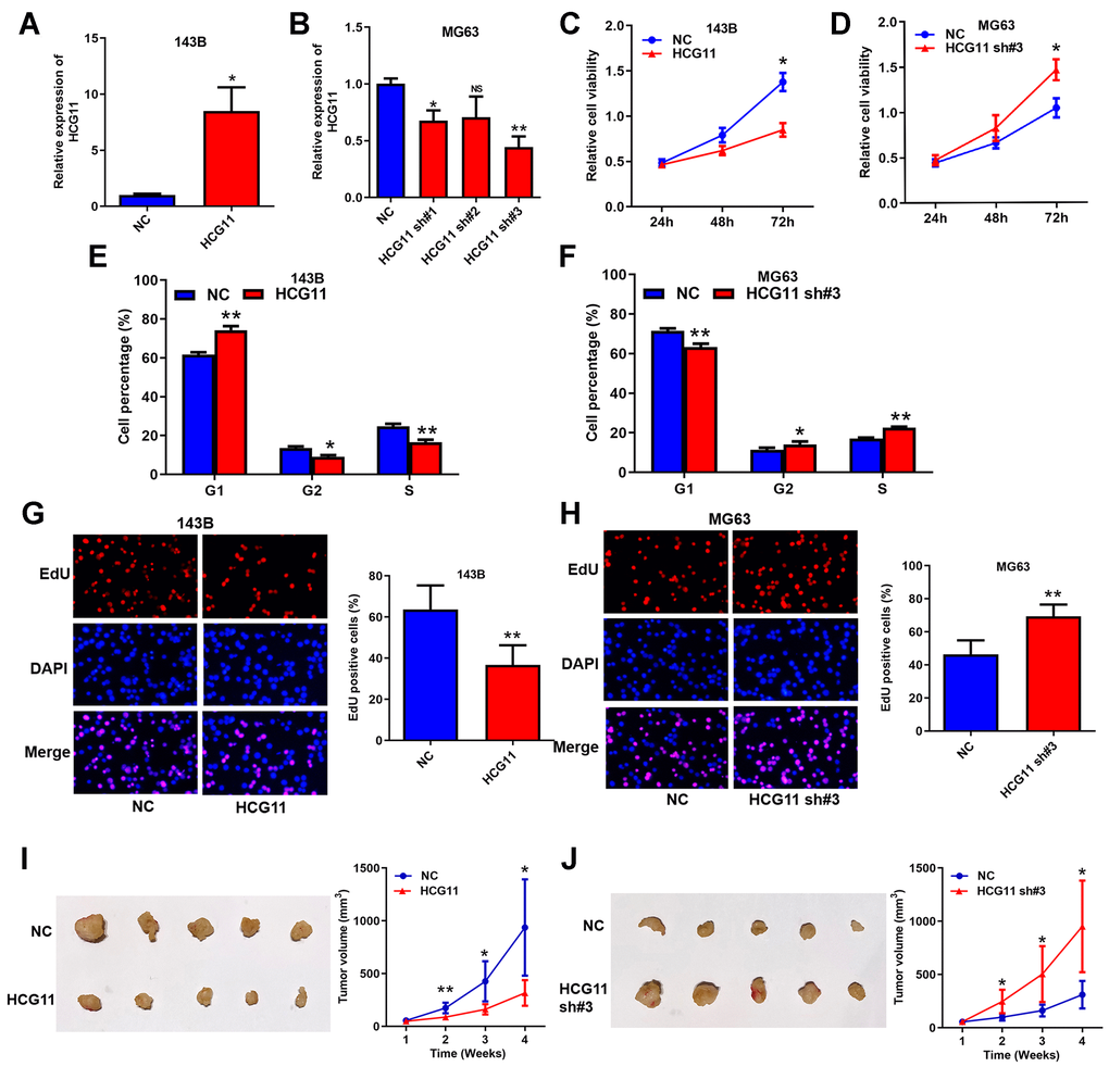 HCG11 is a negative regulator on OS growth in vitro and in vivo. (A, B) Overexpression and silence of HCG11 in OS cells validated by qRT-PCR. (C, D) Influence of HCG11 on the proliferation of OS cells was assessed by CCK8 assays. (E, F) Influence of HCG11 on the cell cycle of OS cells was analyzed by flow cytometry. (G, H) Influence of HCG11 on the DNA replication of OS cells was assessed by EdU assay. (I, J) Influence of HCG11 on OS tumor growth in vivo was estimate by Xenograft tumorigenesis. NS, no significance, *P **P 