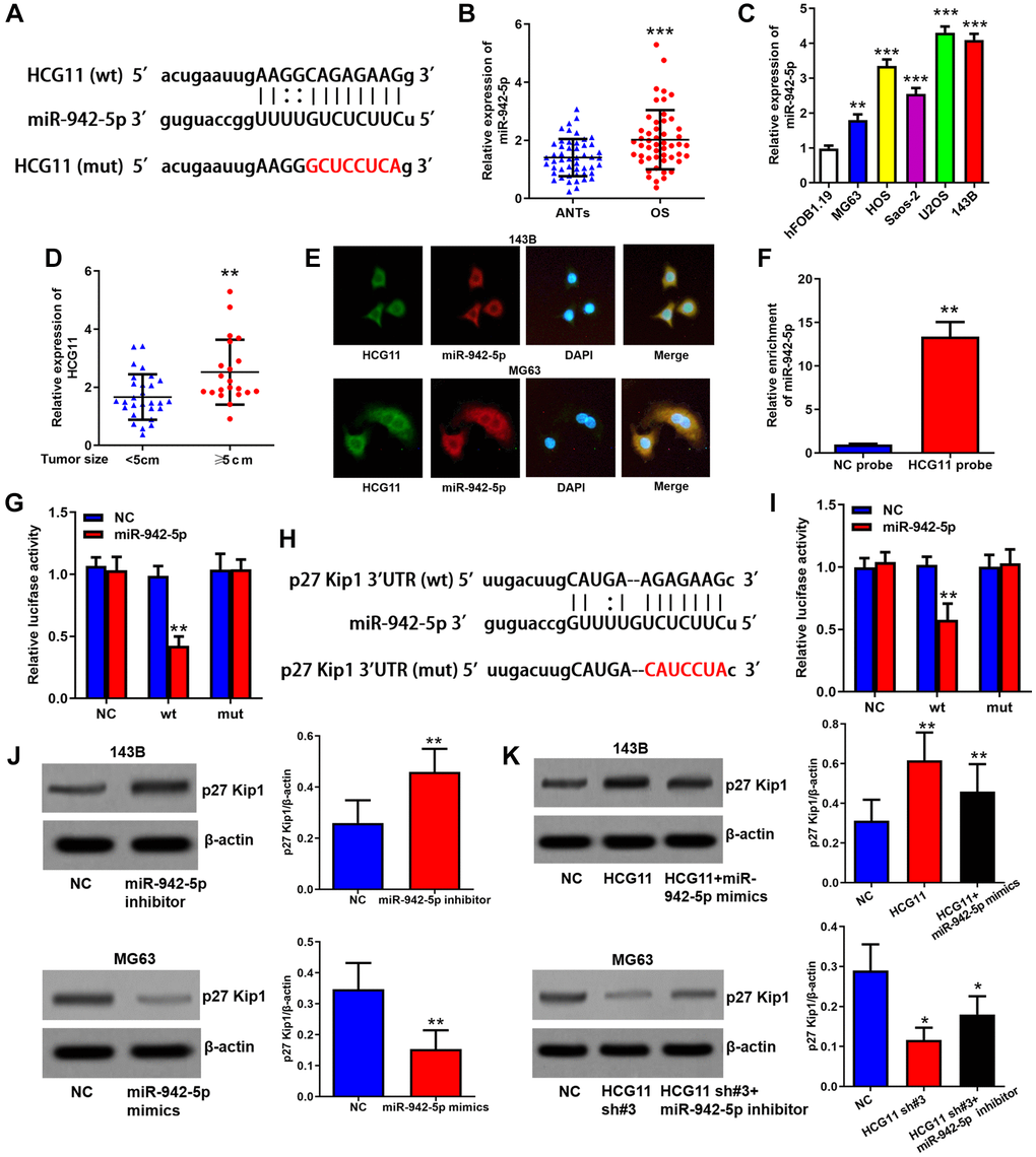 HCG11 raises p27 Kip1 expression via binding to miR-942-5p. (A) Predicted binding site of miR-942-5p in HCG11 sequence by StarBase database. (B) MiR-942-5p expression in OS tissues and ANTs was analyzed by qRT-PCR. (C) MiR-942-5p expression in OS cell lines and human osteoblast cell line was analyzed by qRT-PCR. (D) MiR-942-5p level in tumors ≥ 5cm and E) Subcellular co-localization of HCG11 and miR-942-5p was confirmed by RNA in situ hybridization assay. (F) Integration of HCG11 and miR-942-5p was proved by RNA pull-down assay. (G) Specific binding site of miR-942-5p in HCG11 were verified by luciferase assays. (H) Predicted binding site of miR-942-5p in p27 Kip1 3’UTR by StarBase database. (I) Specific binding site of miR-942-5p in p27 Kip1 3’UTR were verified by luciferase assays. (J) Regulation of miR-942-5p on p27 Kip1 protein level was estimated by western blot assay. (K) Regulation of HCG11 via inhibiting miR-942-5p on p27 Kip1 protein level was estimated by western blot assay. **P ***P 