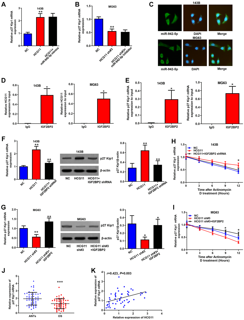 HCG11 raises p27 Kip1 expression via binding to IGF2BP2. (A, B) Regulation of HCG11 and miR-942-5p on p27 Kip1 mRNA level was detected by qRT-PCR. (C) Subcellular localization of IGF2BP2 was confirmed by immunofluorescence. (D, E) Integration of HCG11 and p27 Kip1 mRNA with IGF2BP2 was proved by RIP assay. (F, G) Regulation of HCG11 and IGF2BP2 on p27 Kip1 mRNA and protein level was estimated by qRT-PCR and western blot. (H, I) Influence of HCG11 and IGF2BP2 on p27 Kip1 mRNA degradation was estimated by RNA stability analysis. (J) p27 Kip1 mRNA expression in OS tissues and ANTs was analyzed by qRT-PCR. (K) Correlation between p27 Kip1 mRNA expression and HCG11 expression was analyzed by Spearman’s analysis. *P **P ***P 