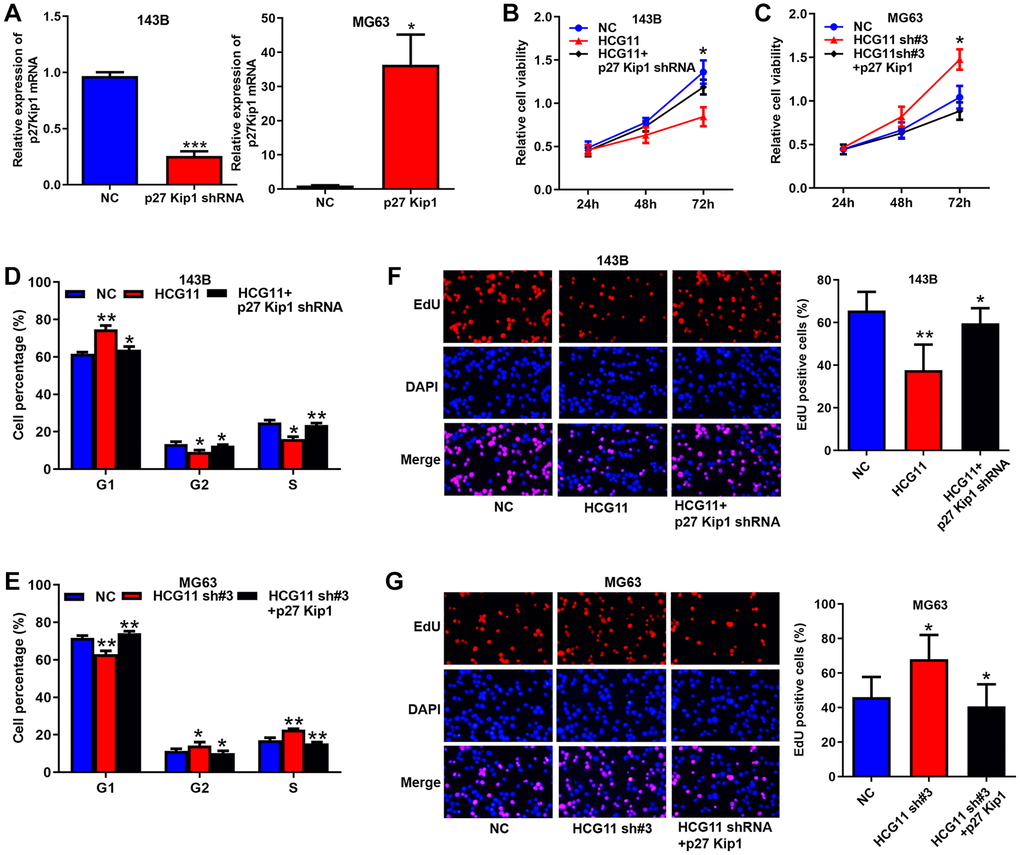 p27 Kip1 is a key effector for HCG11 exerting biological functions. (A) Overexpression and silence of p27 Kip1 in OS cells validated by qRT-PCR. (B, C) Influence of HCG11 and p27 Kip1 on the proliferation OS cells was assessed by CCK8 assays. (D, E) Influence of HCG11 and p27 Kip1 on the cell cycle of OS cells was analyzed by flow cytometry. (F, G) Influence of HCG11 and p27 Kip1 on the DNA replication of OS cells was assessed by EdU assay. *P **P 