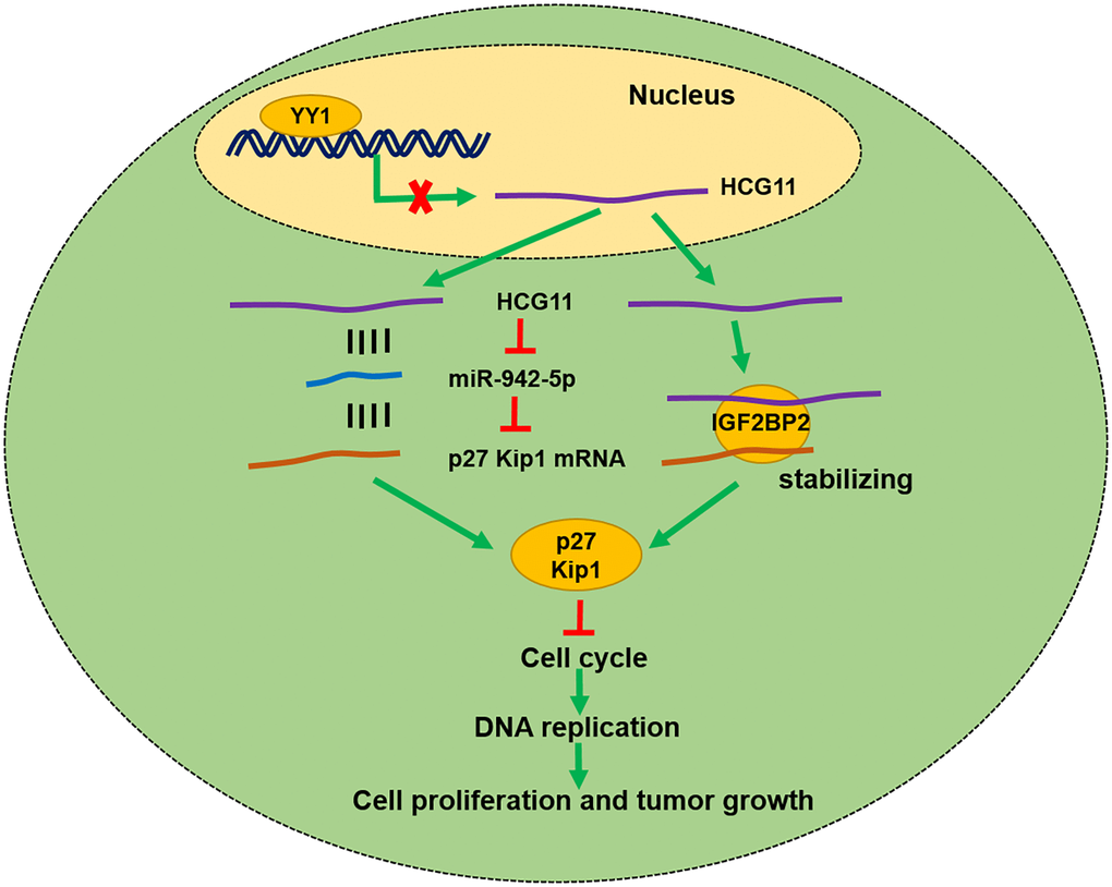 Schematic diagram showing HCG11 regulatory network in OS malignant process.