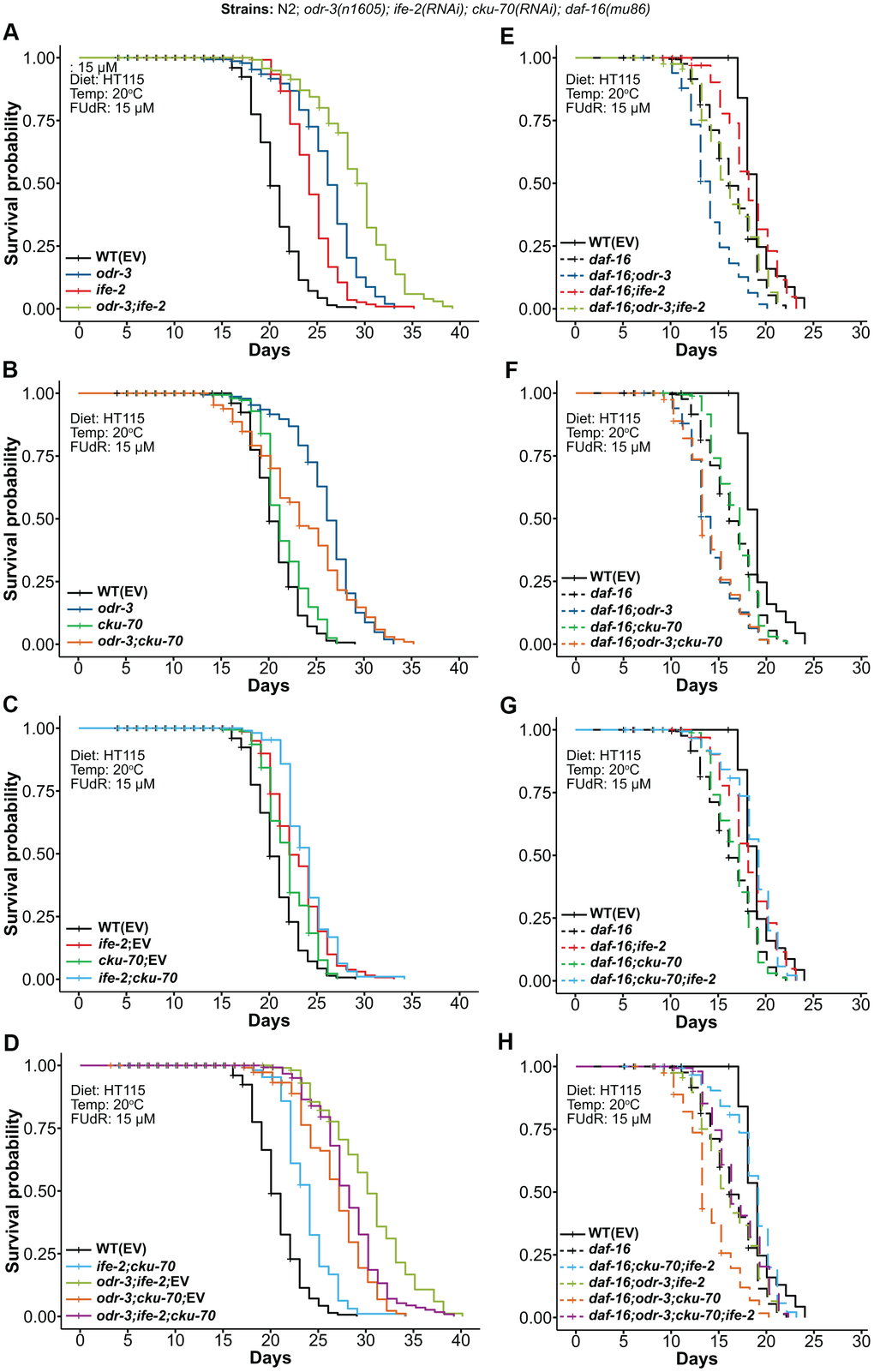 Kaplan-Meier survival curves depicting the effects of combined genetic interventions on odr-3, ife-2 and cku-70 at 20° C. (A–D) Lifespan comparisons in the WT background (continuous lines). (E–H) Lifespan comparisons in the daf-16(mu86) background (dashed lines). Survival curves represent: (A, E) odr-3(n1605) and ife-2(RNAi) single and double genetic interventions; (B, F) odr-3(n1605) and cku-70(RNAi) single and double genetic interventions; (C, G) ife-2(RNAi) and cku-70(RNAi) single and double genetic interventions; (D, H) odr-3(n1605), ife-2(RNAi) and cku-70(RNAi) double and triple genetic interventions. (C, D) Control in the case of single RNAi knock-downs refers to treatment with a 1:1 mixture of RNAi bacteria and EV bacteria, in order to be comparable to the double RNAi intervention. (A–H) The survival plots in the WT background represent pooled populations from 3 independent experiments, whereas survival plots in the daf-16(m28) background represent pooled populations from 2 independent experiments. odr-3 denotes odr-3(n1605) fed with EV; daf-16 denotes daf-16(mu86) fed with EV; all strains in these experiments were grown on agar plates with E. coli HT115(DE3) and FUdR.