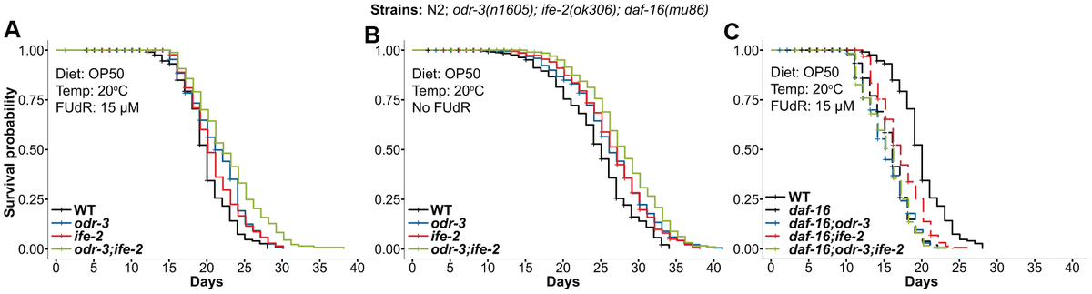 Kaplan-Meier survival curves for animals containing the odr-3(n1605) and ife-2(ok306) mutations. (A) odr-3(n1605); ife-2(ok306) single and double mutants, cultivated in the presence of FUdR. (B) odr-3(n1605); ife-2(ok306) single and double mutants, cultured without FUdR. (C) Lifespan comparisons for odr-3 and ife-2 in the daf-16(mu86) background. (A–C) Dashed lines are used for odr-3(n1605) and ife-2(ok306) mutants tested in the daf16(mu86) genetic background, while continuous lines are used for WT or single/double odr-3 and ife-2 mutants tested in the WT background. All cohorts were fed OP50 and kept at 20° C. All lifespan values can be viewed in the Supplementary Table 1.