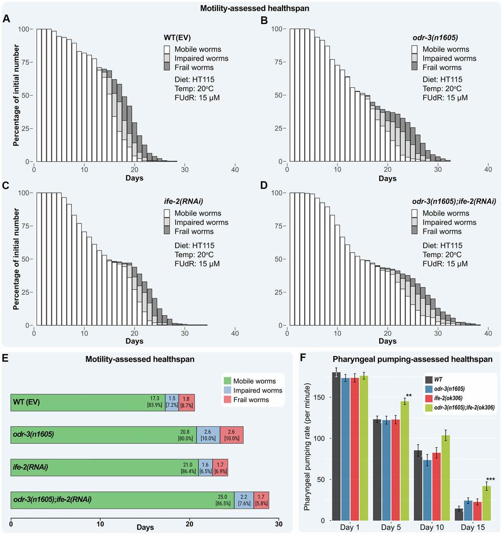 Healthspan of combined genetic interventions on odr-3 and ife-2 at 20° C. (A–D) Bar chart representation of motility-assessed healthspan illustrating the fraction of each category upon daily monitorization. Worms are grouped into three categories: mobile (white), impaired (light gray) and frail (dark gray). Dead and censored animals were subtracted from these analyses. (E) Mean number of days in each motility state throughout lifespan. The mean time spent in the impaired state is computed as the difference between the mean time spent as mobile or impaired, and the mean time spent in the mobile state. The mean time spent in the frail state is computed as the difference between the mean lifespan and mean time spent as mobile or impaired. The values within brackets represent the distribution of motion stages during the lifespan. (A–E) WT(EV) and odr-3 denote worms fed with RNAi(EV). (C, D) ife-2 and odr-3; ife-2 denote worms fed with ife-2 RNAi bacteria. (F) The pharyngeal pumping rate (average number of contractions per minute) of WT, odr-3(n1605), ife-2(ok306) and odr-3(n1605); ife-2(ok306) mutants were recorded on days 1, 5, 10 and 15 post-L4 moult. odr-3(n1605); ife-2(ok306) worms show a significantly slower decline of pharyngeal pumping with age, compared to WT. For simplicity, only significant differences among groups are indicated (one way ANOVA with Dunnett's test); ** denotes p 