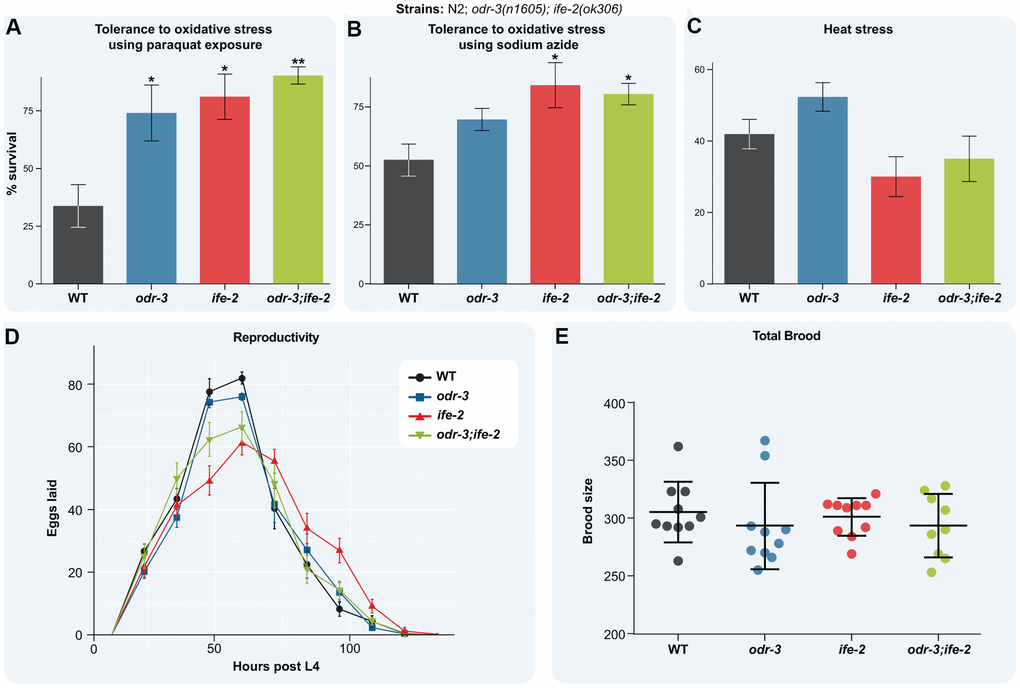 Loss of odr-3 and ife-2 activity enhances oxidative stress tolerance. (A) Survival fraction of the indicated L4 larvae upon 5 days exposure to 0.2M paraquat (the experiment was repeated independently three times). (B) Survival fraction of the indicated strains upon 1 hour treatment with 0.5M NaN3 (the experiment was repeated independently four times). (C) Survival fraction of the indicated strains upon 4h heat stress at 35° C. Each strain was scored on three replicate plates and the experiment was repeated independently four times. (D) Egg-laying rate of the indicated strains. The average number of eggs laid by each strain was determined by transferring worms to new E. coli plates every 12 hours from L4 stage. (E) Brood size of the indicated strains at 20° C. Each point represents the total brood of one hermaphrodite. (A–E) Bars indicate the mean ± SEM. For simplicity, only significant differences among groups are indicated (one way ANOVA with Dunnett's test); * denotes p 