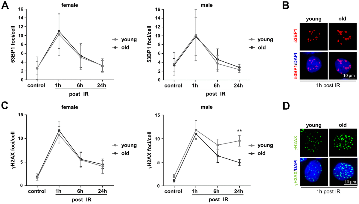 Sex Specific Differences In Dna Double Strand Break Repair Of Cycling