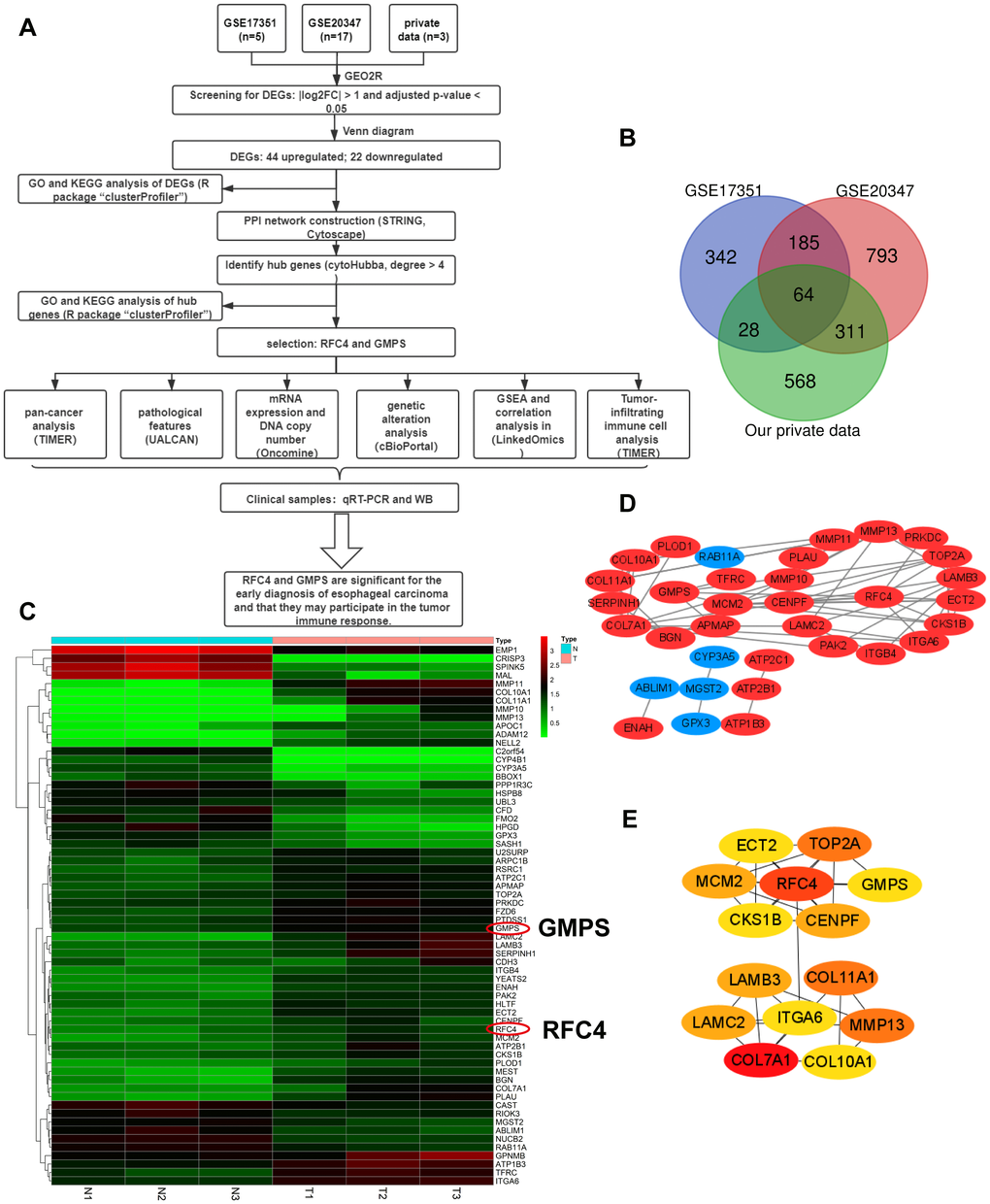 Differentially expressed genes analyzed in the GSE20347, GSE17351 and private datasets. (A) Flow chart of the data analysis in this study. (B) Venn diagrams of the DEGs from the GSE20347, GSE17351 and private datasets. (C) Heatmap of 64 DEGs from the private dataset. (D) Visual PPI network of 64 DEGs from Cytoscape. Upregulated genes are marked in red; downregulated genes are marked in blue. (E) Fourteen hub genes screened by a degree > 4.