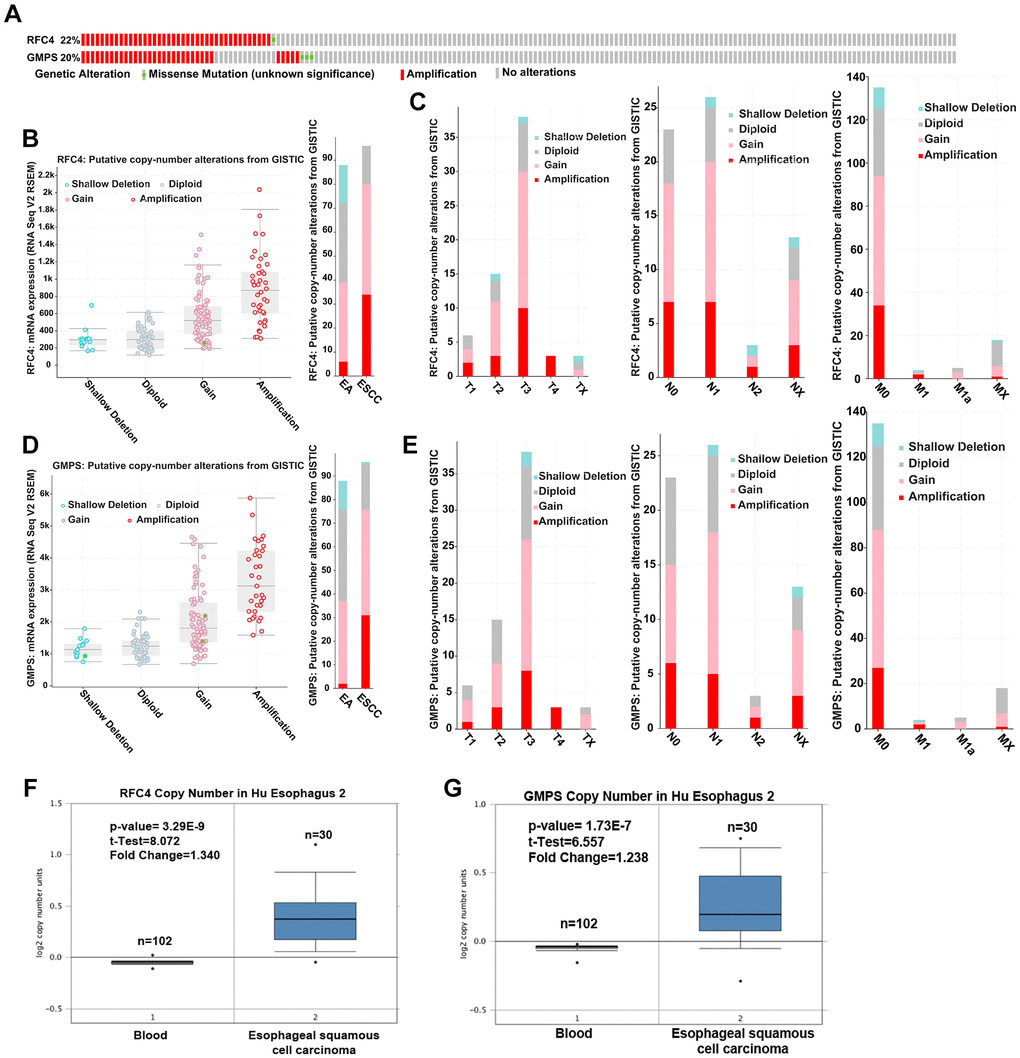 Upregulated RFC4 and GMPS levels may be mediated by DNA copy number alterations in ESCC. (A) Genetic alteration analysis of RFC4 and GMPS by cBioPortal. (B, D) Putative copy number alterations of RFC4 and GMPS in esophageal cancer. (C, E) Putative copy number alteration analysis of RFC4 and GMPS based on different T, N, and M stages. (F, G) DNA copy number of RFC4 and GMPS in Hu Esophagus 2. *p **p ***p 