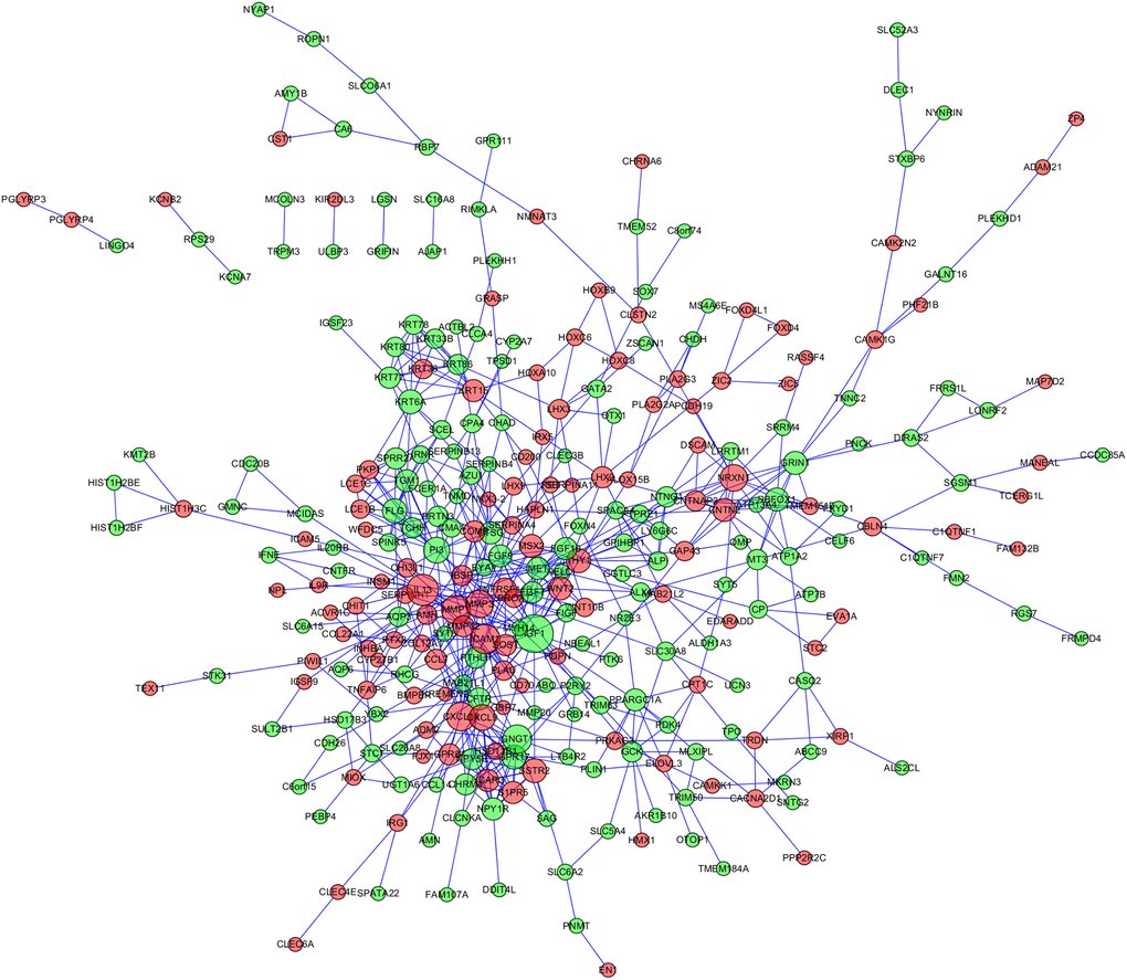 Protein-protein international (PPI) network of nasopharyngeal carcinoma related genes.