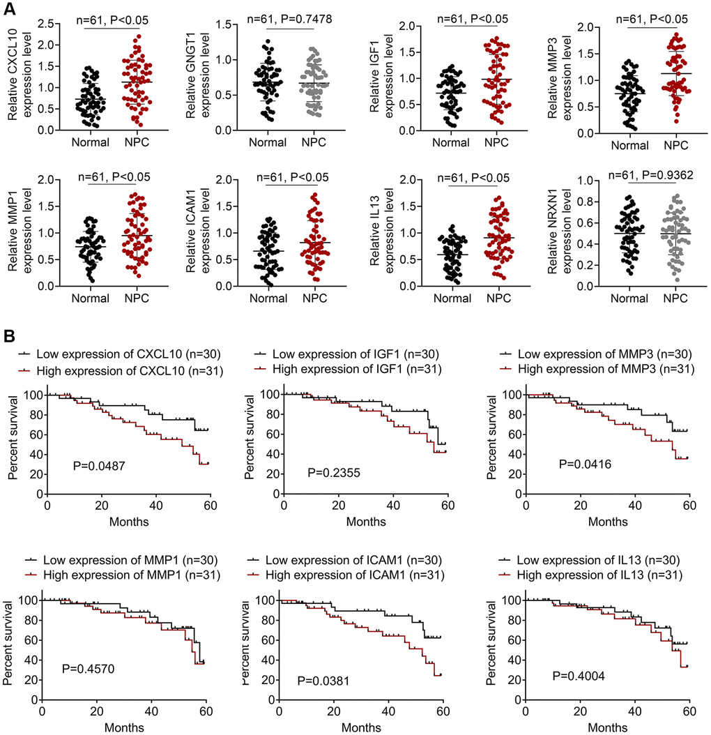 The expressions of DEGs in NPC patients. (A) The qRT-PCR assay was employed to detect the expressions of CXCL10, GNGT1, IGF1, MMP3, MMP1, ICAM1, IL13, and NRXN1. (B) The survival analysis of IGF1, IL13, ICAM1, CXCL10, GNGT1, MMP1, MMP3, and NRXN1 in NPC patients.