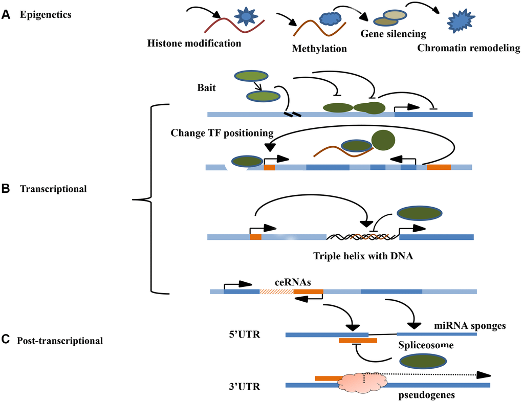 Molecular mechanism of LncRNA. (A) The main mechanisms of lncRNA epigenetics include histone modification, DNA methylation, gene silencing, and chromatin remodeling. (B) The main if lncRNA transcription level include signal induction, regulation of transcription factor sites, DNA triple helix structure and co-expression of ceRNA. (C) The main mechanisms of lncRNA post-transcriptional level include guiding the selective splicing of miRNA subtypes and targeting the protein receptor complex to recognize righteous chain mRNA transcripts.