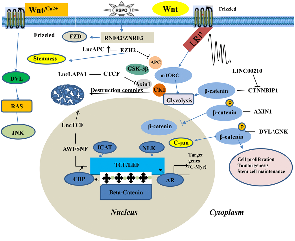Wnt/β-catenin signaling pathway of LncRNA in lung cancer.