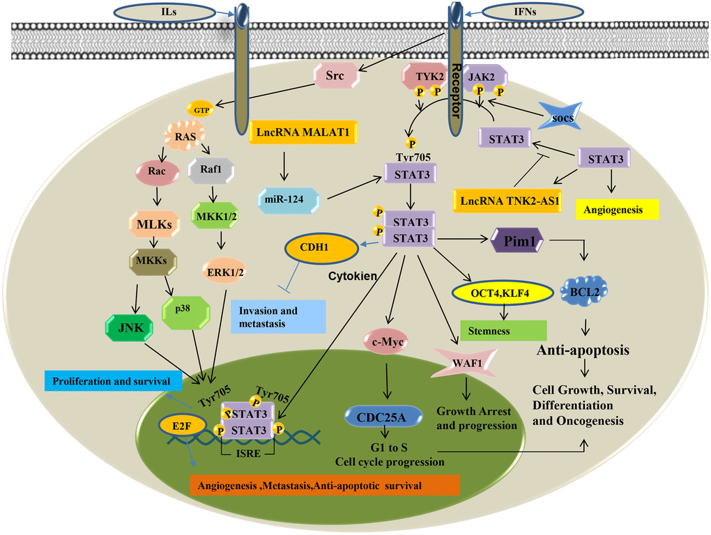 STAT3 signaling pathway of LncRNA in lung cancer.