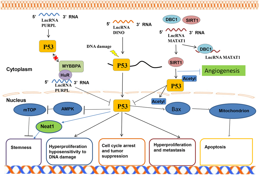 P53 signaling pathway of LncRNA in lung.