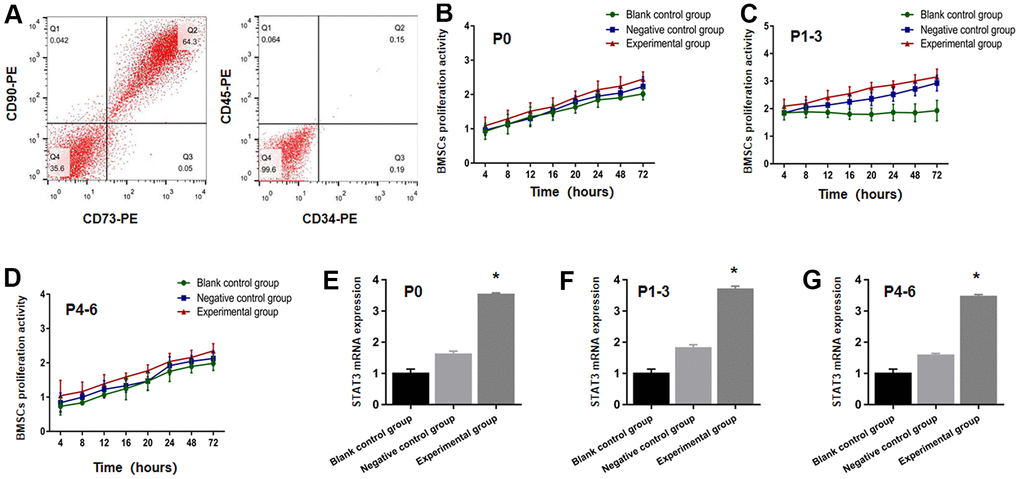 STAT3 plasmid transfected BMSCs were successfully identified. (A) The expression of CD34, CD45, CD73 and CD90 from BMSCs were detected through the use of flow cytometry. BMSCs proliferation activity at P0 (B), P1-3 (C), P4-6 (D) were determined using the CCK-8 test in the blank control group, negative control group and experimental group prior to transplantation. The STAT3 mRNA expression at P0 (E), P1-3 (F), P4-6 (G). The BMSCs in the experimental group increased more significantly than that in blank control group and negative control group. * P 