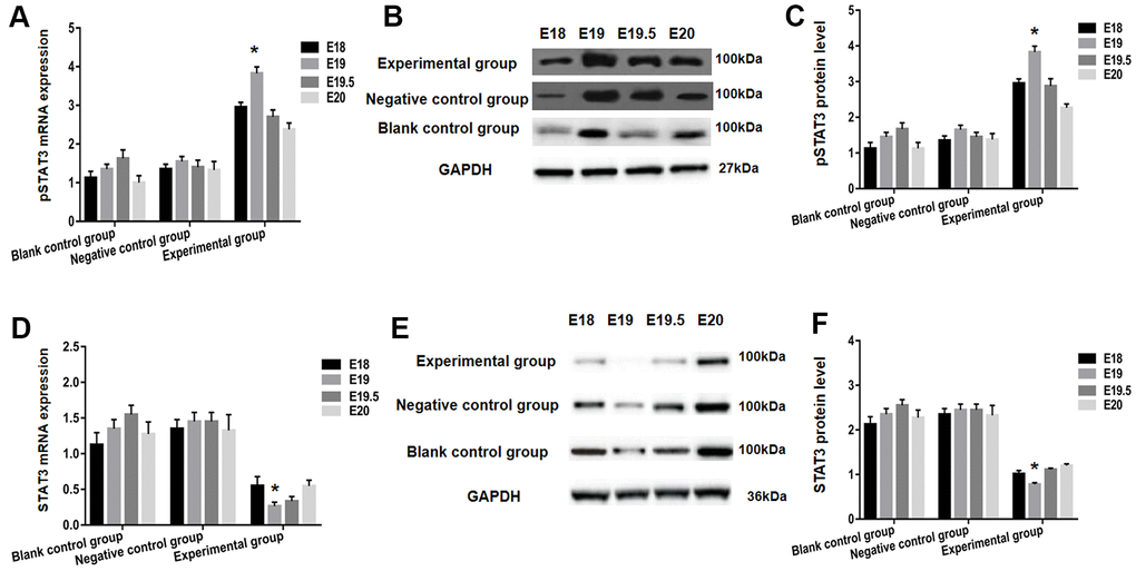 STAT3 and pSTAT3 expression in the spinal cord of each group after BMSCs transplantation using RT-PCR and western blot analysis. The pSTAT3 mRNA expression was detected utilizing RT-qPCR (A), and protein expression using western blot analysis (B, C). Both pSTAT3 mRNA and protein levels were significantly increased within the experimental group from E18 to E20, with the peak being at E19. In addition, expression of STAT3 mRNA was analyzed by RT-qPCR (D). Protein levels were assessed using western blot (E, F). The expression of STAT3 mRNA and protein levels in the experimental group gradually decreased with embryonic development between E18 and E19; E19 dropped down to bottom. * P 
