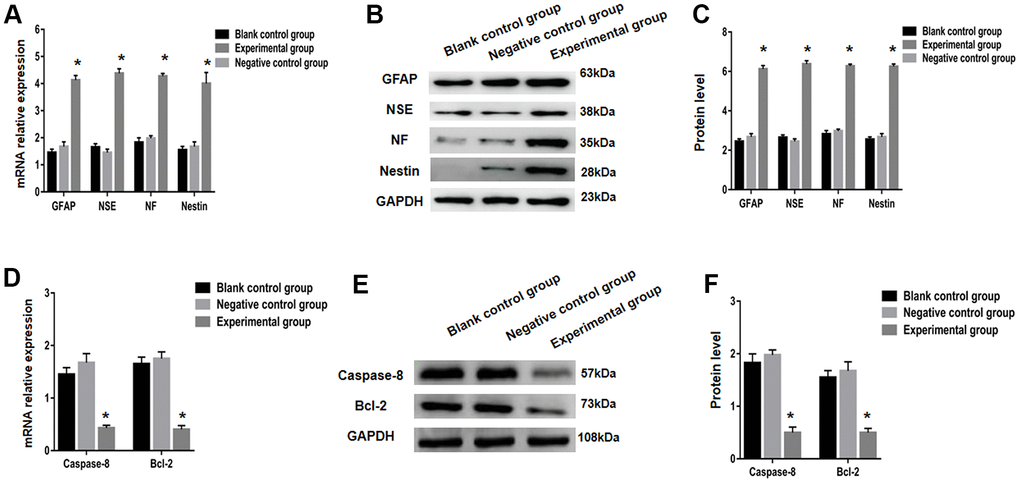 Nerve markers (GFAP, NSE, NF and nestin) and apoptosis related factors (caspase-8 and bcl-2) expressions were tested using real-time PCR and Western blot. (A) Expression of GFAP, NSE, NF and nestin in the blank control group, negative control group and the experimental group were examined using RT-qPCR. GFAP, NSE, NF and nestin protein expression was analyzed using western blot analysis (B, C). Relative mRNA expression of apoptosis related factors (caspase-8 and bcl-2) was determined using RT-qPCR (D) and protein expression using western blot analysis (E, F). * P  0.05 versus blank control group + negative control group.
