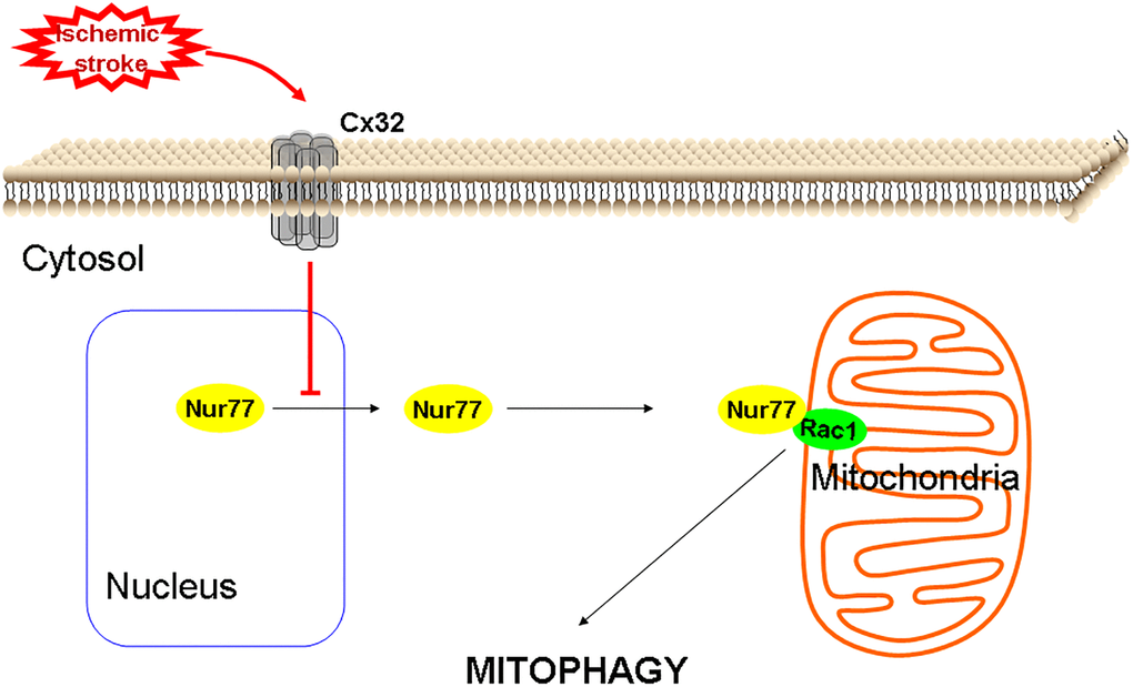 A proposed scheme shows that Cx32 acted as a regulatory factor of Nur77controlling neuronal autophagy in the brains.