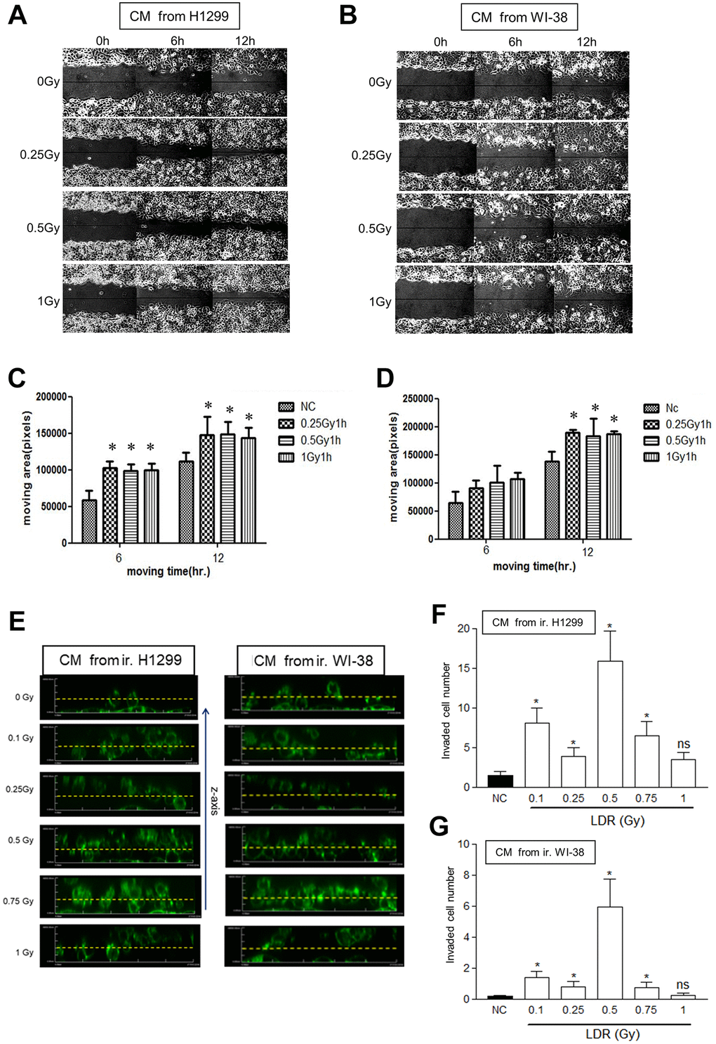 Effects of conditioned medium (CM) from LDR irradiated cells on the migration rate of unirradiated H1299 cells. (A and B) The wound healing assay in the monolayers using CM irradiated H1299 cells and WI-38 cells, respectively. (C and D) Measurement of the cell migration rates in the monolayers using the Image J software. (E) The 3D cell migration assay for analyzing the migration of H1299 cells that were treated with CM harvested from LDR treated cells. Dot line: 20 μm distance from the bottom line. (F and G) Quantification of the number of unirradiated H1299 cells migrating over 20 μm in collagen-based 3D environment in response to CM collected from irradiated H1299 cells and WI-8 cells, respectively. *p 