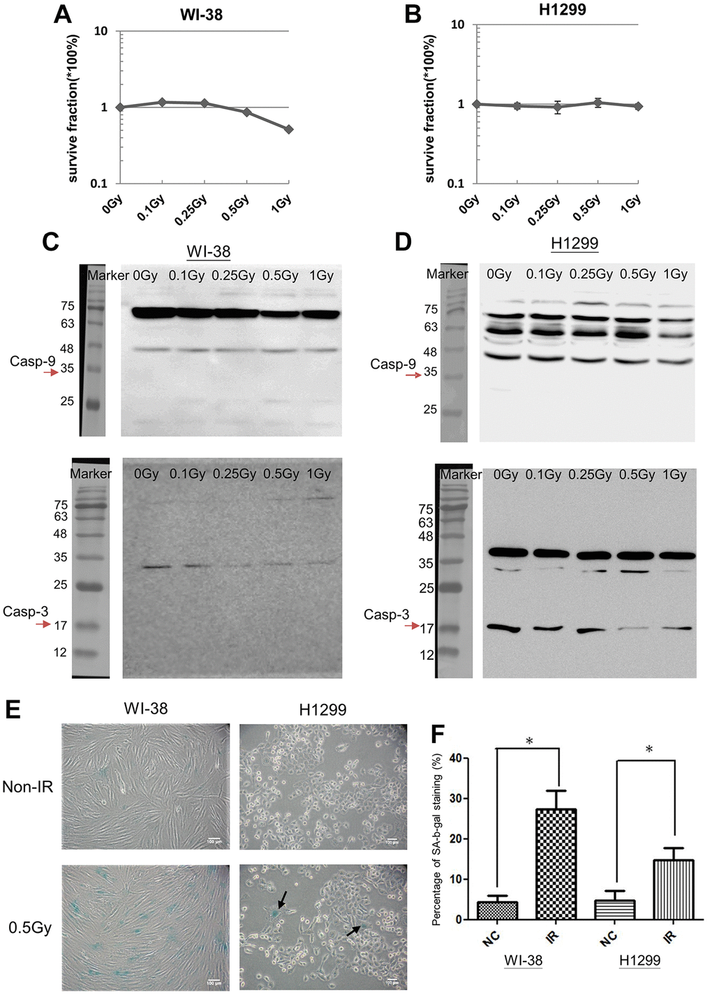 LDR induced cell senescence but not apoptosis. (A and B) MTT assay for analyzing the cell viability of LDR treated WI-38 cells and H1299 cells, respectively. (C and D) Western blot analysis of Caspase-3 and Caspase-9 for detecting the cleaved proteins in LDR treated WI-38 cells and H1299 cells, respectively. (E) SA-β-gal analysis for determining the level of cell senescence induced by LDR. (F) Quantification of X-gal stained cells before and after LDR. *p 