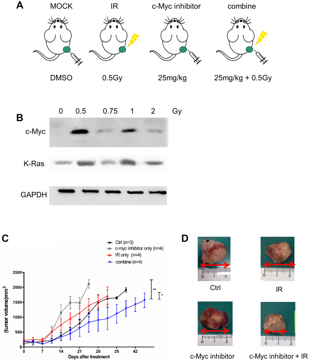 Effects of c-Myc inhibitor on LDR irradiated NSCLC xenograft tumor. (A) Design of xenograft tumor model for treatment of LDR and c-Myc inhibitor. (B) Detection of c-Myc and K-Ras protein expression in LDR irradiated tumors formed by H1299 cells. (C) Measurement of tumor growth by caliper after LDR irradiation (0.5Gy) with or without the treatment of 10058-F4 (25 mg/kg). (D) Comparison of tumor sizes excised from tumor-bearing mice with different treatment for 3 weeks. *p 