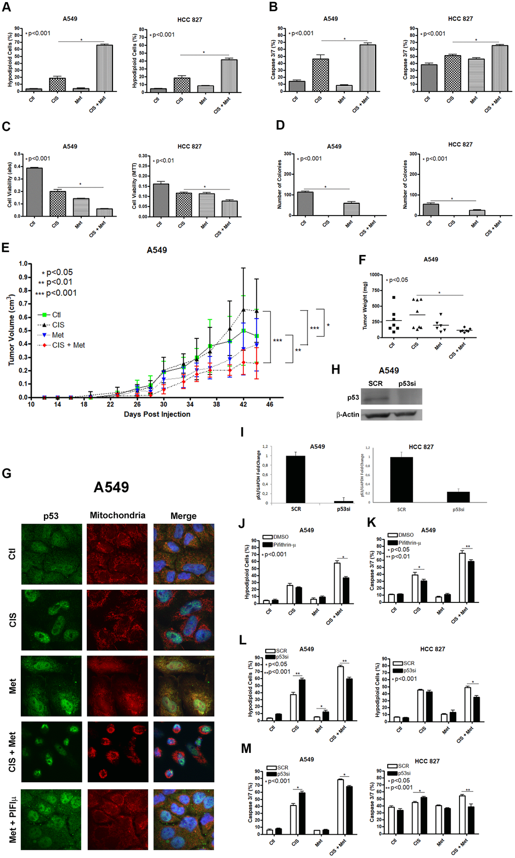 Metformin improves cisplatin-induced death in A549 and HCC 827 NSCLC cells in a P53 dependent manner. Combined treatment between cisplatin and metformin improves DNA fragmentation (pA), caspase 3 and 7 activation (pB) and cell viability assay through MTT (pC), when compared to both treatments alone in A549 and HCC 827 cells. Metformin decreased the number of colonies and no colonies was observed after cisplatin treatment in A549 and HCC 827 cells (pD). A549 cells injected in NOD/SCID mice also have a smaller volume (pE) and weight (pF) after combined treatment between cisplatin and metformin. Data represent the mean of three independent experiments. Metformin treatment translocate P53 to the mitochondria in A549 cells and this translocation is blocked by pifithrin-μ (G). P53 inhibition by pifithrin-μ protects A549 cells to the metformin induced chemosensitization to cisplatin by decreasing DNA fragmentation (pJ) and caspase 3 and 7 activation (pK). TP53 inhibition by siRNA (H, I) also protects A549 and HCC 827 cell from metformin-induced chemosensitization to cisplatin by decreasing DNA fragmentation (pL) and caspase 3 and 7 activation (pM). Data represent the mean of three independent experiments. A549 cells were treated with 10mM of metformin for 72 h and 25μM of cisplatin (with or without metformin) for another 72 h. HCC 827 cells were treated with 20mM of metformin for 72 h and 20μM of cisplatin (with or without metformin) for another 72 h.