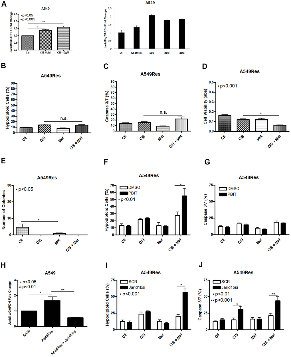 Treatment with sub-lethal dose of cisplatin leads to Jarid1b overexpression and chemoresistance in A549 cells. Sub-lethal treatment with cisplatin in A549 cells increases Jarid1b expression in a dose dependent manner and keeps overexpressed even after 30 days post-treatment (A). A549Res cells become resistant to the combined treatment between metformin and cisplatin as no improvement in DNA fragmentation (B), caspase 3 and 7 activation (C) can be seen. Only through cell viability assay showed some difference in the metformin and cisplatin combination (pD). Metformin decreased the number of colonies in A549Res cells (pE). Inhibition of Jarid1b by the pharmacological inhibitor PBIT restores the ability of metformin to chemosensitize to cisplatin as measured by DNA fragmentation assay (pF), but caspase 3 and 7 activation was not observed (G). However, inhibition of Jarid1b by siRNA (pH) restores the ability of metformin to chemosensitize to cisplatin through DNA fragmentation (pI) and caspase 3 and 7 activation assay (pJ). Jarid1b inhibition by siRNA, MTT assay, DNA fragmentation and caspase 3 and 7 activation assay data represent the mean of three independent experiments. A549 cells were pre-treated with 10μM of cisplatin for 72 h to generate A549Res cells. After pre-treatment, A549Res cells were treated with 10mM of metformin for 72 h and 25μM of cisplatin (with or without metformin) for another 72 h.