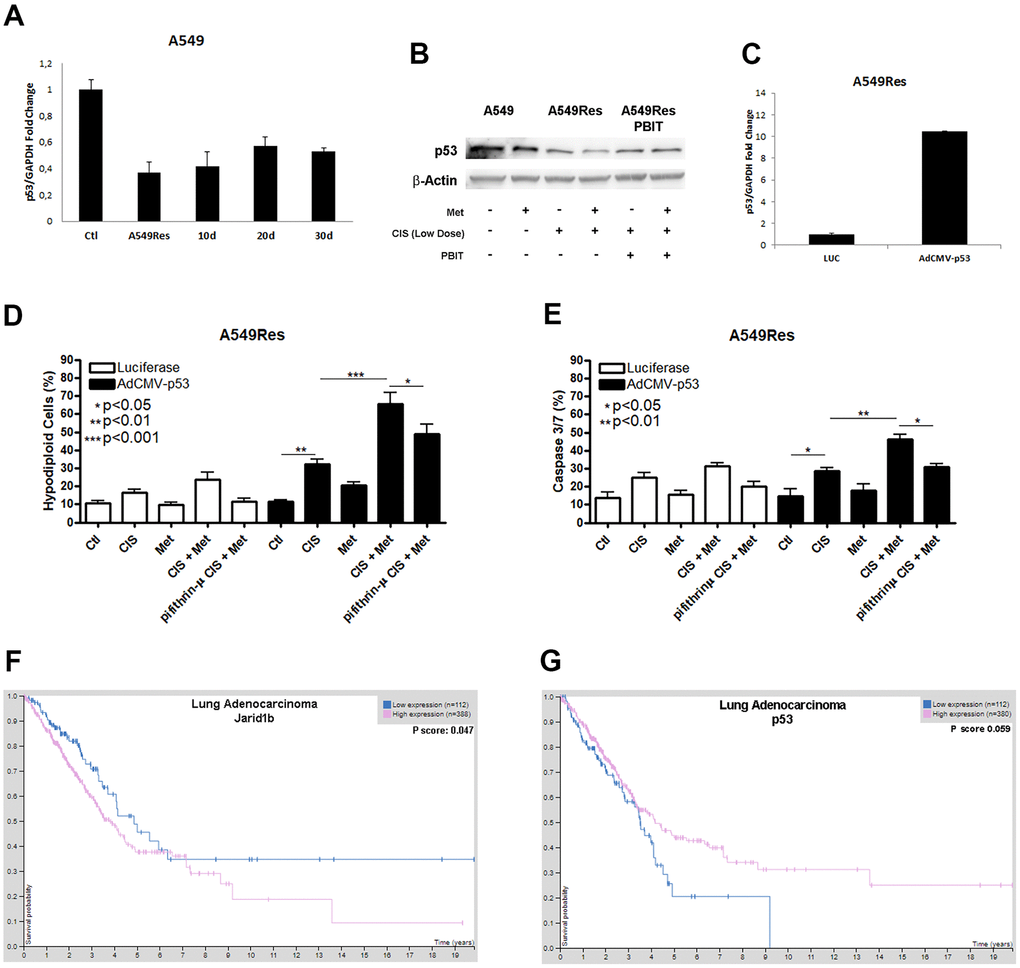 Sub-lethal dose of cisplatin inhibits P53 accumulation in a Jarid1b-dependent manner. Sub-lethal dose of cisplatin in the A549 cells downregulates TP53 expression even after 30 days post-treatment (A). Western blot analysis shows that A549Res has lower expression of P53 compared to A549. Treatment with Jarid1b inhibitor PBIT avoid metformin-induced downregulation of P53 levels (B). Overexpression of TP53 using AdCMVp53 expressing virus (C) restores metformin-induced chemosensitization to cisplatin on A549Res as seen by DNA fragmentation (pD) and caspase 3 and 7 activation assay (pE), while treatment with pifithrin-μ protect from metformin and cisplatin combination in the DNA fragmentation (pD, E respectively). High expression of Jarid1b (pF) or low expression of TP53, despite p=0.059 (G) indicate poor prognosis for patients with lung adenocarcinoma. DNA fragmentation assay data represents the mean of three independent experiments and caspase 3 and 7 activation assay represents the mean of two independent experiments.