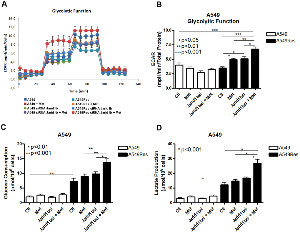 Sub-lethal treatment with cisplatin enhances glycolysis in A549 cells. A549 cells were treated with sub-lethal dose of cisplatin and treated with Jarid1b siRNA and metformin. Representative graph of glycolytic cell metabolism of A549 cells analyzed using the Seahorse XFe96 Analyzer (A). A549Res cells increase the extracellular acidification rate (ECAR) after metformin treatment (pB). Glucose consumption (pC) or lactate production (pD) is increased after sub-lethal treatment with cisplatin for the generation of the A549Res cells. Data represent the mean of four independent experiments.