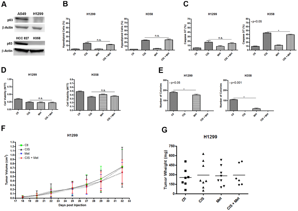 Metformin does not chemosensitize H1299 and H358 (P53 null) cells to cisplatin. The P53 null H1299 and H358 NSCLC cells (A) were not chemosensitized by combined treatment between cisplatin and metformin as it did not elevate DNA fragmentation (B), caspase 3 and 7 activation (C) or reduce cell viability as measured by MTT (D), when compared to either treatments alone. Metformin decreased the number of colonies and no colonies was observed after cisplatin treatment in H1299 and H358 cells (pE). Combined treatment also did not decrease H1299 tumor growth (F) and weight in NOD/SCID mice (G). Data represent the mean of three independent experiments. Non-significance (n.s.). H1299 cells were treated with 2mM of metformin for 72 h and 12.5μM of cisplatin (with or without metformin) for another 72 h. H358 cells were treated with 20mM of metformin for 72 h and 20μM of cisplatin (with or without metformin) for another 72 h.