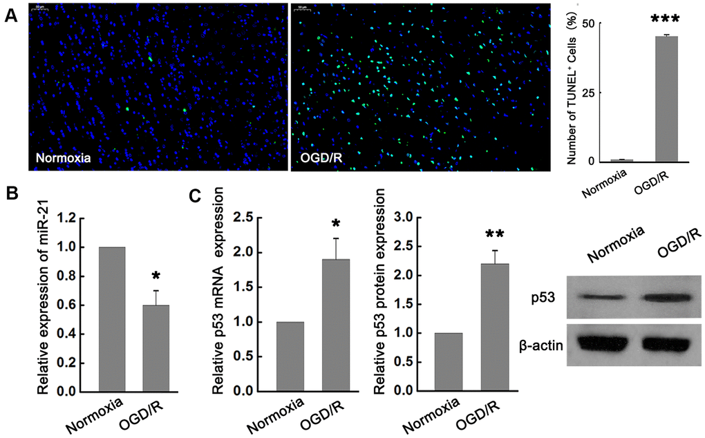 miR-21 was down-regulated while p53 was up-regulated following ischemia in vitro. (A) TUNEL assay showed that OGD/R-induced neuronal death significantly increased compared with the normoxia group. Scale bar, 50μm. (B) qRT-PCR revealed that miR-21 was remarkably down-regulated following OGD/R in neurons compared with the normoxia group. (C) qRT-PCR and western blot indicated that p53 mRNA and protein were both significantly up-regulated following OGD/R. All experiments were independently repeated three times. *, compared with normoxia group. *P≤0.05, **P≤0.01, ***P≤0.001.