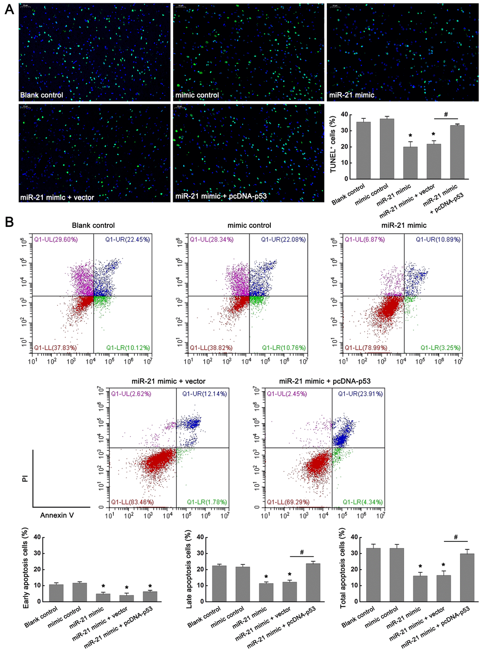 miR-21 protected OGD/R-induced injury by inhibiting p53-Bcl-2/Bax signaling in vitro. (A) Effect of miR-21/p53 axis on the percentage of TUNEL+ cells. Scale bar, 50μm. (B) Effect of miR-21/p53 axis on the percentage of early, late, and total apoptosis. All experiments were independently repeated three times. *, compared with blank control. *P≤0.05. #, compared with miR-21 mimic + vector group. #P≤0.05.