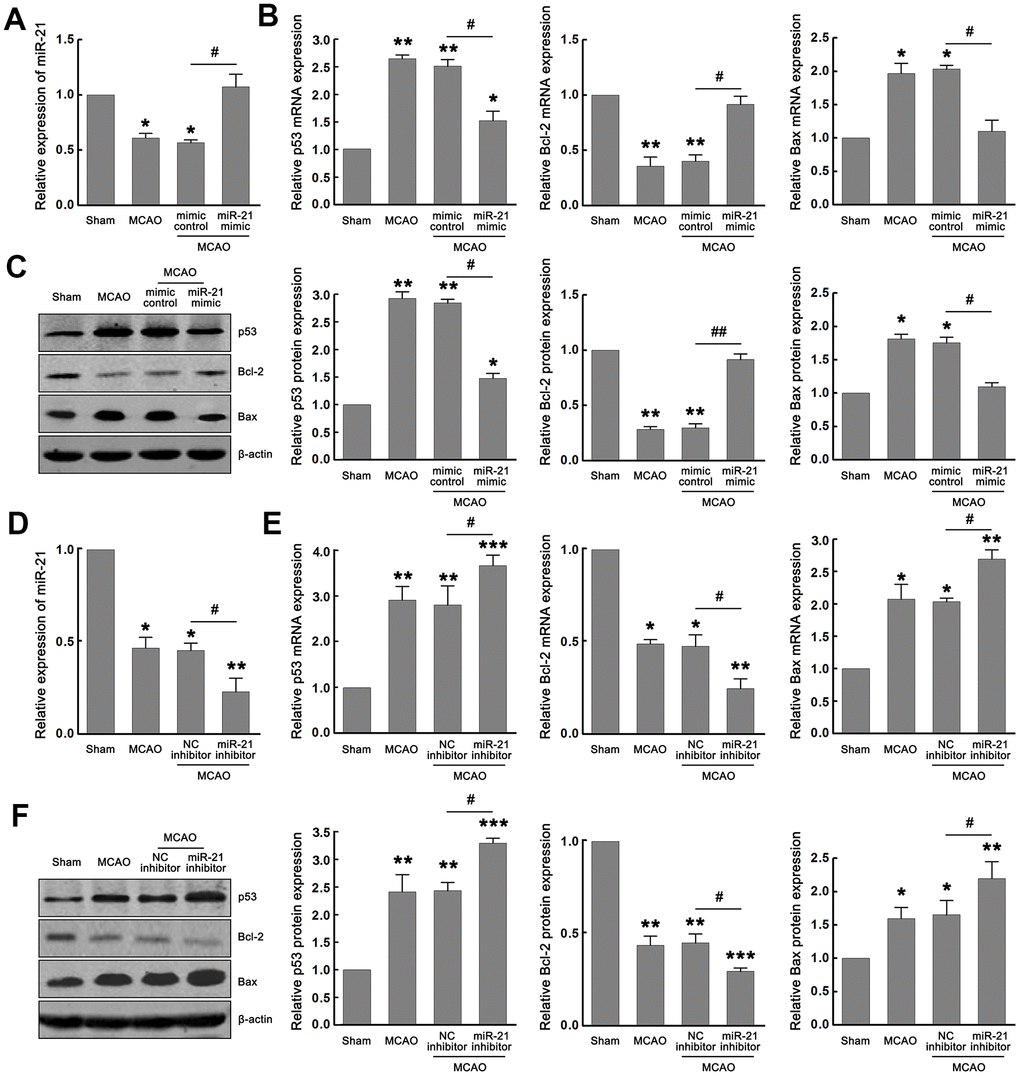 MiR-21 regulated the p53/Bcl-2/Bax signaling following ischemia in vivo. (A) qRT-PCR indicated the effect of miR-21 mimic and mimic control on the expression of miR-21 following I/R in vivo. (B, C) qRT-PCR (B) and western blot (C) indicated the effect of miR-21 mimic and mimic control on mRNA and protein levels of p53, Bax, and Bcl-2 following I/R in vivo. (D) qRT-PCR indicated the effect of miR-21 inhibitor and NC inhibitor on the expression of miR-21 following I/R in vivo. (E, F) qRT-PCR (E) and western blot (F) indicated the effect of miR-21 inhibitor and NC inhibitor on mRNA and protein levels of p53, Bax, and Bcl-2 following I/R in vivo. Eight mice were randomly selected from each treatment group. *, compared with the sham group. *P≤0.05, **P≤0.01, ***P≤0.001. #, mimic control + MCAO group vs. miR-21 mimic + MCAO group, or NC inhibitor + MCAO group vs. miR-21 inhibitor + MCAO group. #P≤0.05, ##P≤0.01.