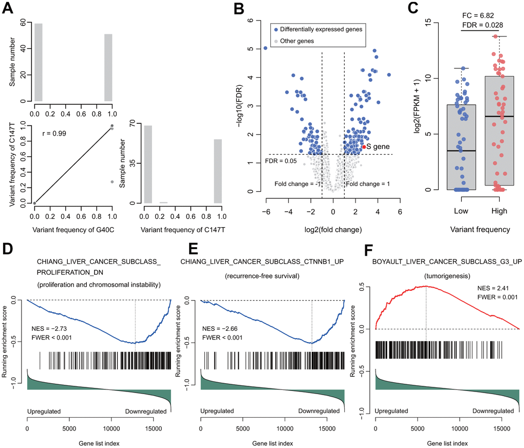 Correlation of the two variants and their functional analysis in RNA-seq data of HBV-HCC tumors. (A) The correlation (lower triangle) and frequency distributions (diagonal) of these two variants. The two variants tended to occur simultaneously. (B) Volcano plot for differentially expressed genes between groups with high or low frequency of the two variants. (C) The HBV S gene was significantly upregulated. (D) The gene set represents the gene signature of proliferation and chromosome instability. (E) The gene set represents the gene signature of recurrence-free survival. (F) The gene set represents the gene signature of tumorigenesis. NES, normalized enrichment score. FWER, familywise-error rate.