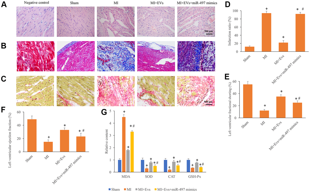 Overexpression of miR-497 reversed the improvement of cardiac function induced by EVs. (A) Influence of EVs and miR-497 mimics on the histological changes of MI animals; (B) Collagen deposition was investigated using Masson trichrome staining; (C) Collagen deposition was investigated using sirius red staining; (D) Influence of EVs and miR-497 mimics on infarction was analyzed; (E) Influence of EVs and miR-497 mimics on left ventricular fractional shortening was analyzed; (F) Influence of EVs and miR-497 mimics on left ventricular ejection fraction was analyzed; (G) Influence of EVs and miR-497 mimics on MDA, SOD, CAT, and GSH-Px was analyzed. + indicated P