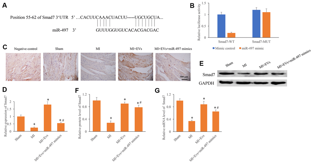 Direct binding site between Smad7 and miR-497 was identified. (A) The binding site between Smad7 and miR-497 was predicted; (B) The binding site between Smad7 and miR-497 was verified; (C) Influence of EVs and miR-497 mimics on the expression of Smad7 was measured using IHC staining; (D) Influence of EVs and miR-497 mimics on the expression of Smad7 was analyzed; (E) Influence of EVs and miR-497 mimics on the expression of Smad7 was measured using western blotting; (F) Influence of EVs and miR-497 mimics on the protein expression of Smad7 was analyzed; (G) Influence of EVs and miR-497 mimics on the mRNA expression of Smad7 was analyzed. + indicated P